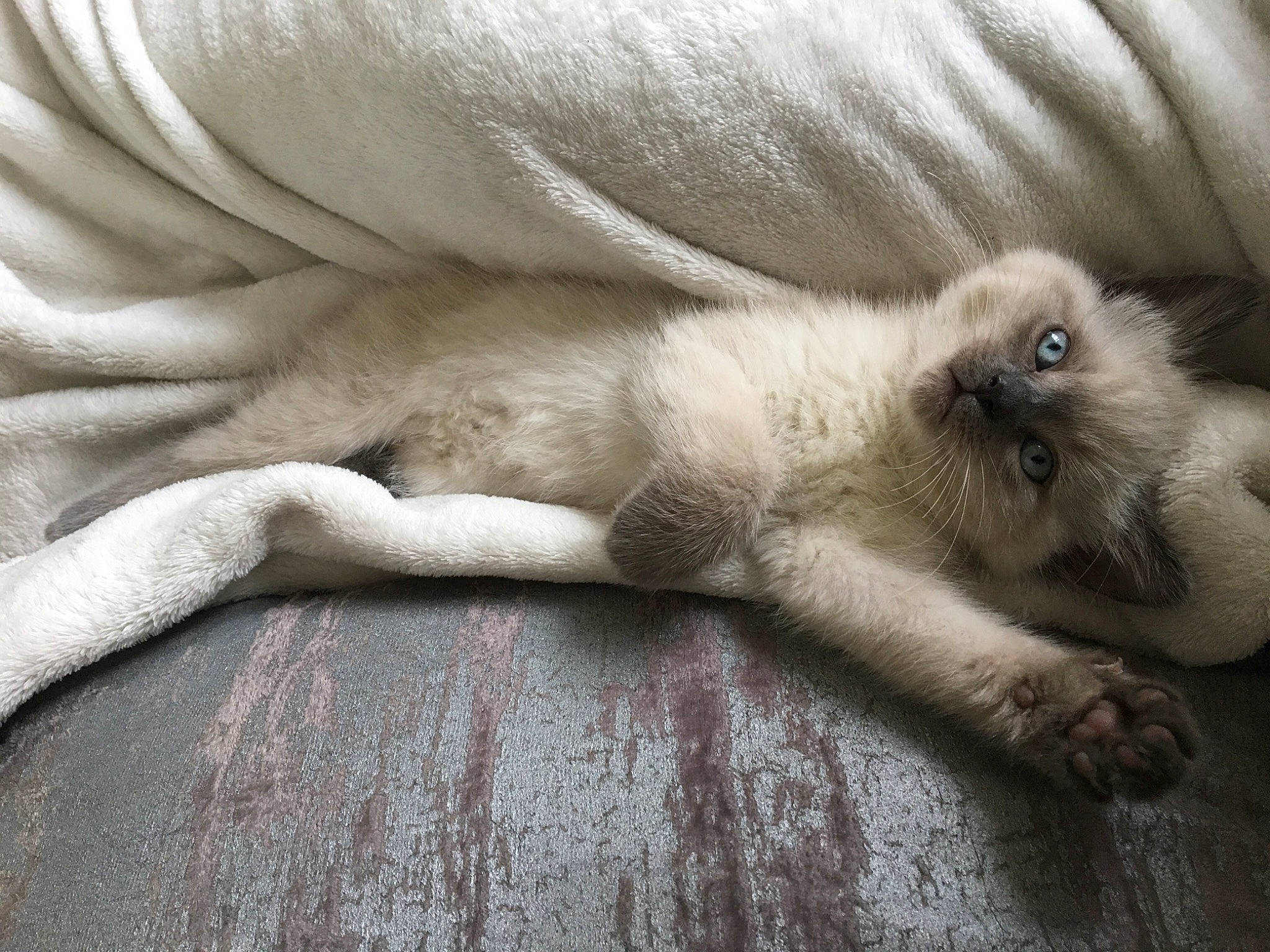 Duchesse a rejoint le concours — aidez-le/la à gagner de superbes lots ! carnivore, cat, claw, comfort, dog_breed, fawn, felidae, foot, fur, grey, hardwood, nap, paw, siamese, small_to_medium_sized_cats, snout, sporting_group, terrestrial_animal, whiskers, wood