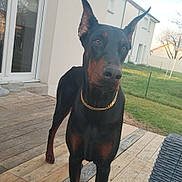 Nala a rejoint le concours — aidez-le/la à gagner de superbes lots ! alert, animal, bird, canine, companion, daylight, deck, doberman, dog, domestic, ears_up, fence, gold_chain, grass, house, outdoor, pet, sky, window, wooden_floor