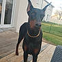 alert, animal, bird, canine, companion, daylight, deck, doberman, dog, domestic, ears_up, fence, gold_chain, grass, house, outdoor, pet, sky, window, wooden_floor