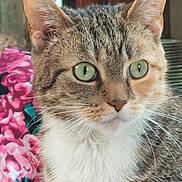 Maia joined the competition — help win amazing prizes! animal, background, cat, close_up, curious, cute, domestic_cat, ears, feline, fur, green_eyes, indoor, mammal, pet, pink_flower_pattern, portrait, soft_texture, tabby, whiskers