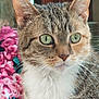 animal, background, cat, close_up, curious, cute, domestic_cat, ears, feline, fur, green_eyes, indoor, mammal, pet, pink_flower_pattern, portrait, soft_texture, tabby, whiskers