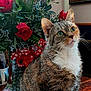 Maia is registered to the contest to win money with this photo: cat, decor, domestic_animal, feline, floral_arrangement, flower_bouquet, greenery, heart_decoration, houseplant, indoor, leaf, mug, painting, paper, pet, rose, tabby, table, vase, wood