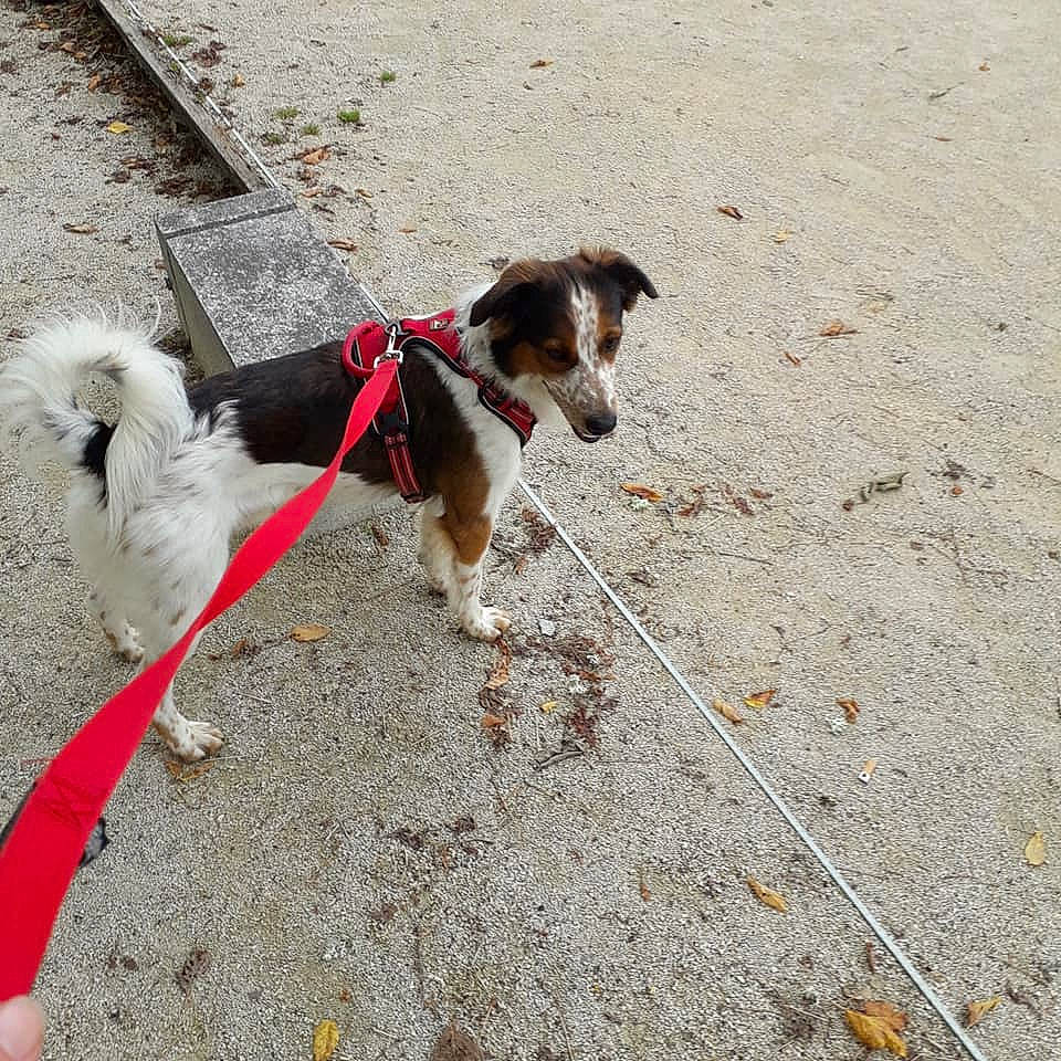 Ralph participe au concours pour gagner de l'argent avec cette photo : adventure, canidae, carnivore, collar, companion_dog, dog, dog_breed, dog_collar, dog_supply, fashion_accessory, fawn, leash, non_sporting_group, pet_supply, snout, sporting_group, tail, terrier, toy_dog, working_animal