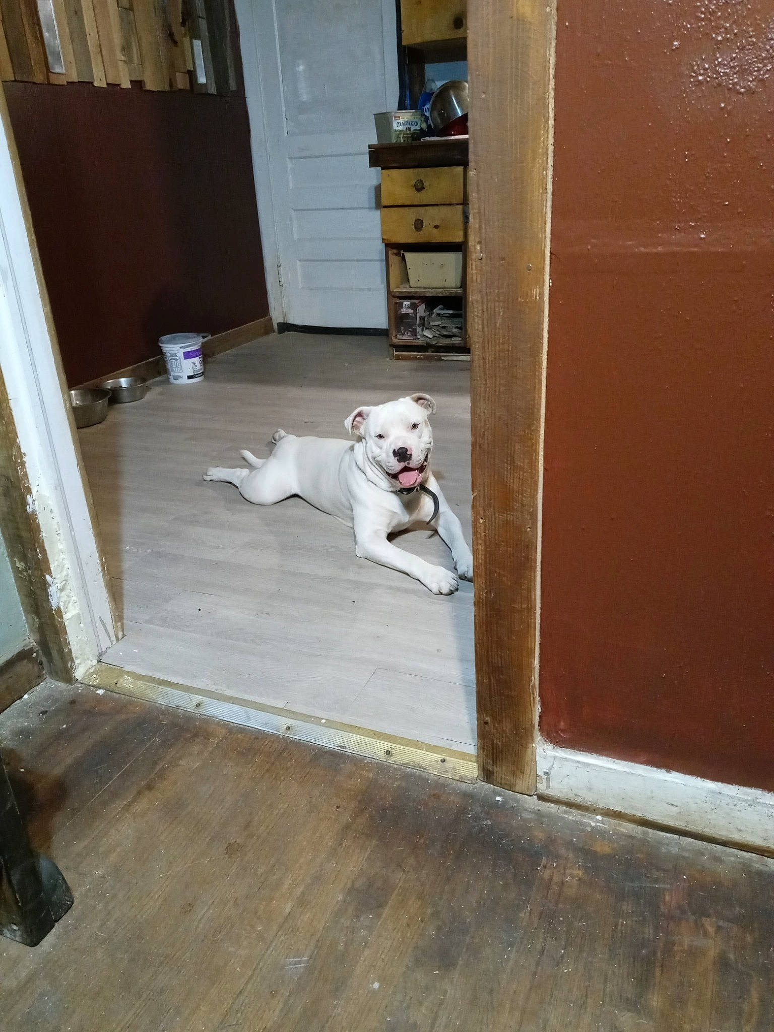 Diesel is registered to the contest to win money with this photo: cabinetry, carnivore, companion_dog, dog, dog_breed, door, drawer, fawn, floor, flooring, hardwood, home_door, laminate_flooring, porch, property, room, tail, wood, wood_flooring, wood_stain