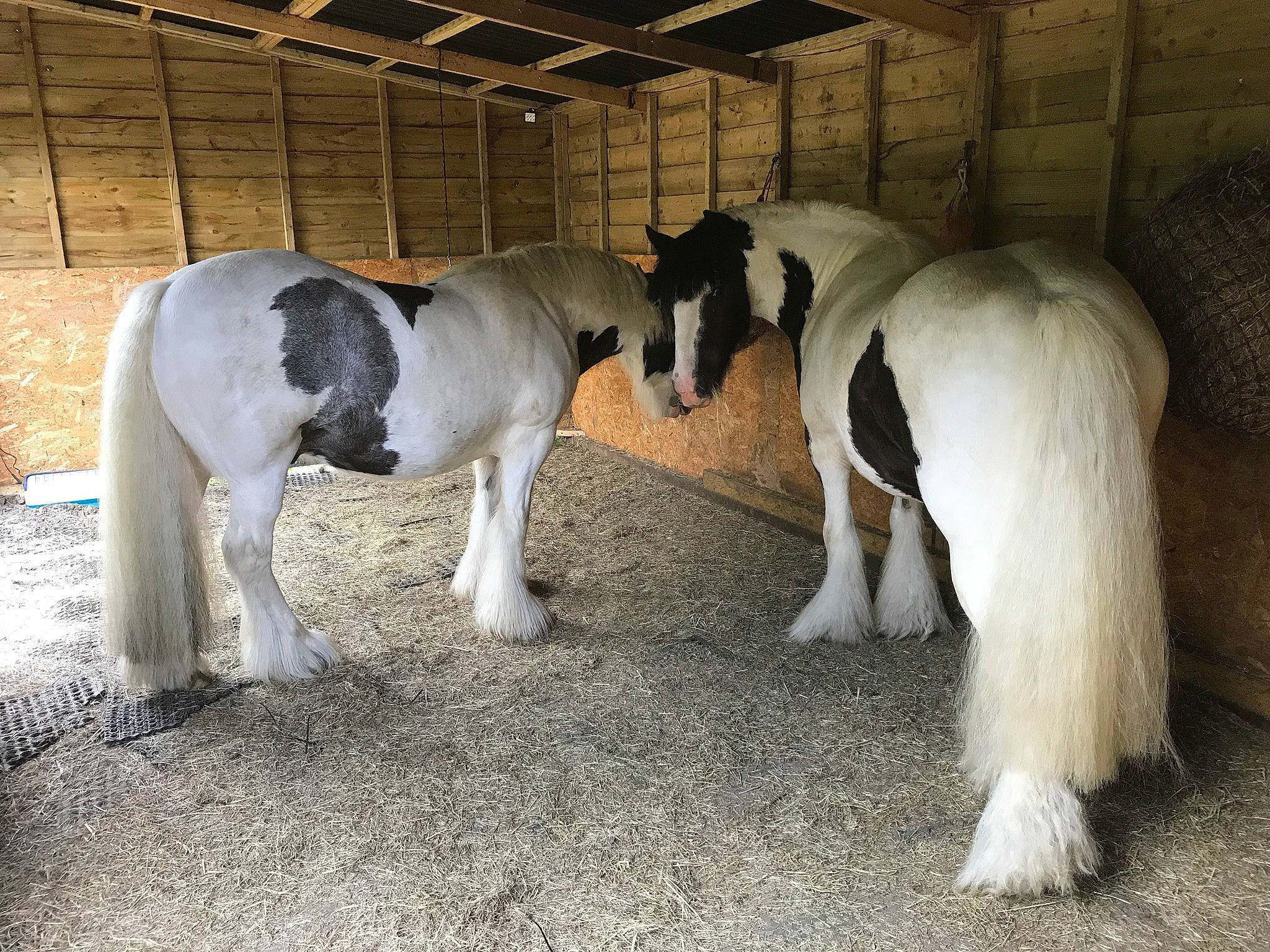 Kirby joined the competition — help win amazing prizes! foal, horse, livestock, mammal, mane, mare, pack_animal, pony, shetland_pony, snout, stable, stallion, vertebrate