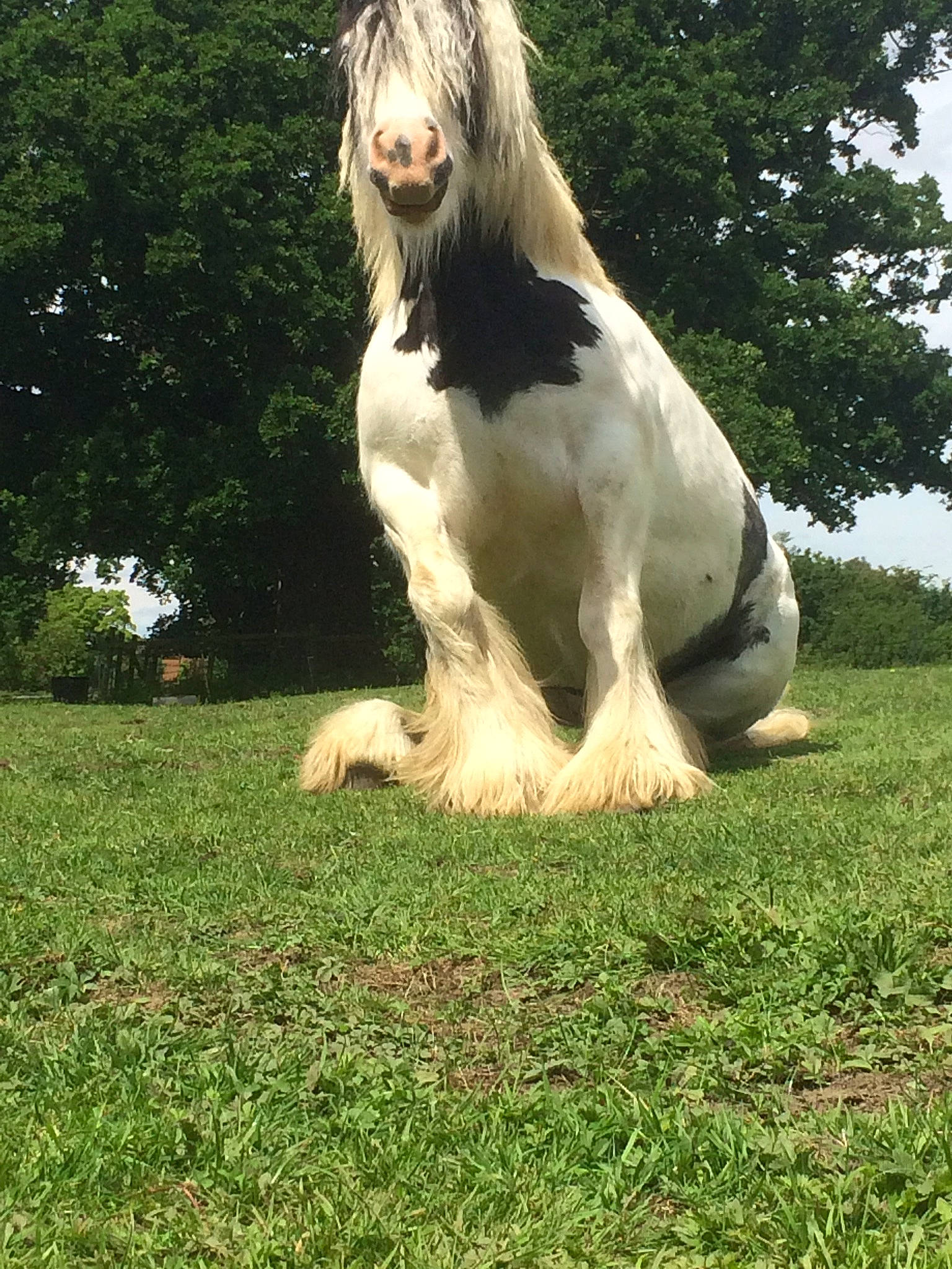 Kirby joined the competition — help win amazing prizes! canidae, companion_dog, dog, dog_breed, grass, horse, mammal, mane, mare, pasture, sporting_group, stallion, vertebrate
