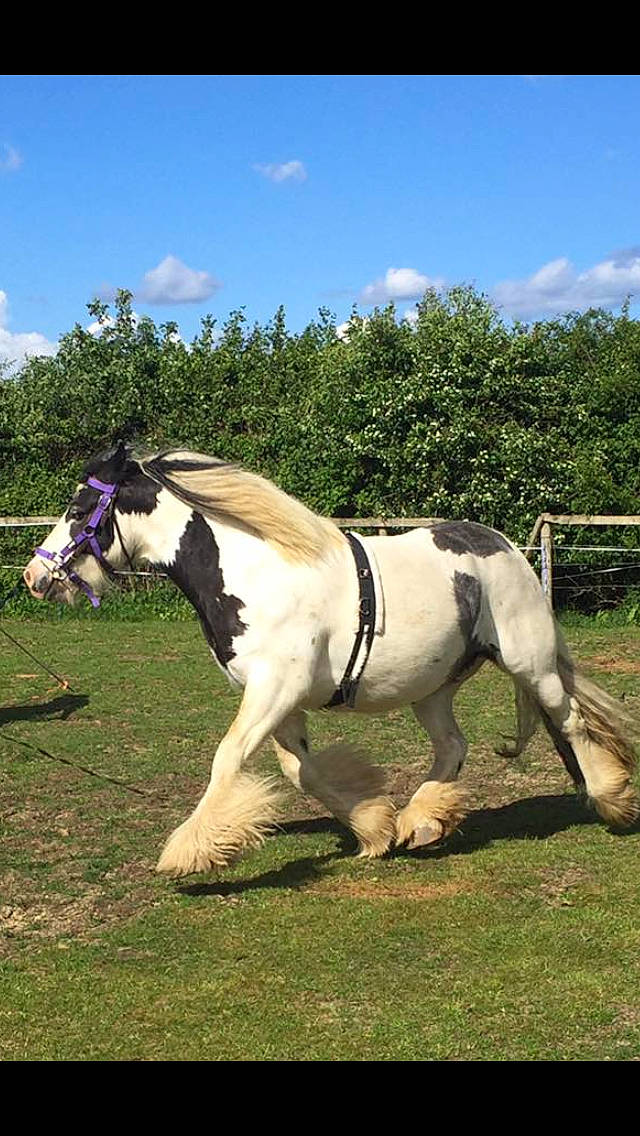 Kirby joined the competition — help win amazing prizes! bridle, grazing, horse, horse_supplies, horse_tack, livestock, mammal, mane, mare, mustang_horse, pack_animal, pasture, pony, recreation, rein, stallion, vertebrate