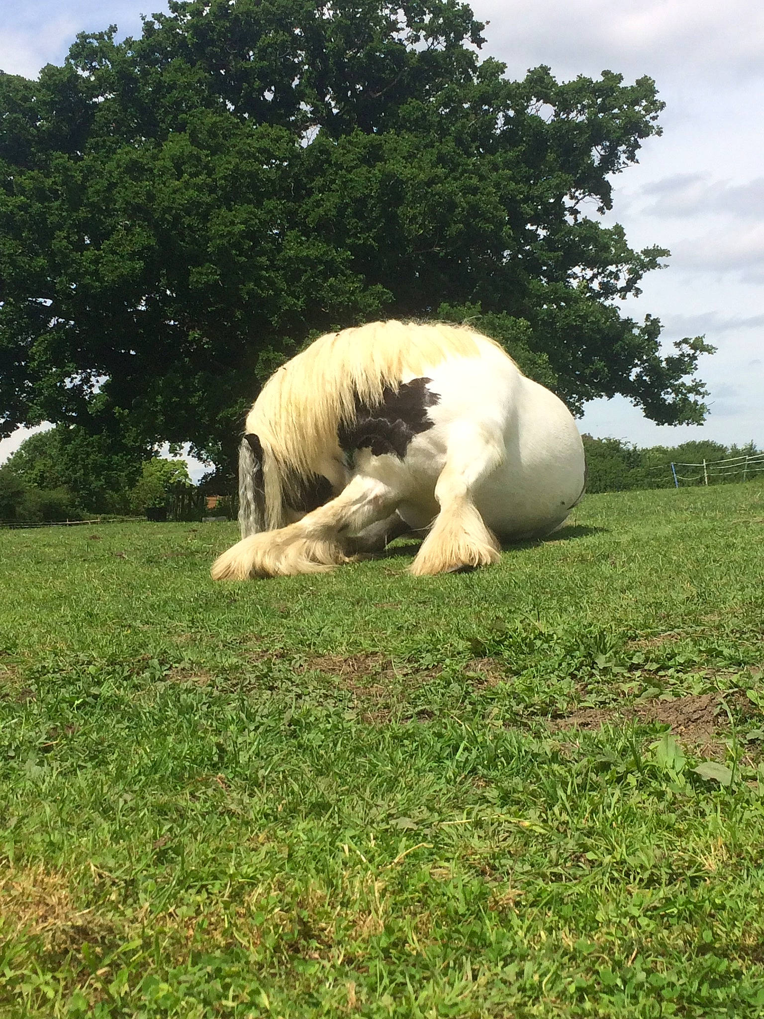Kirby is registered to the contest to win money with this photo: grass, grassland, grazing, pasture, plant, wildlife