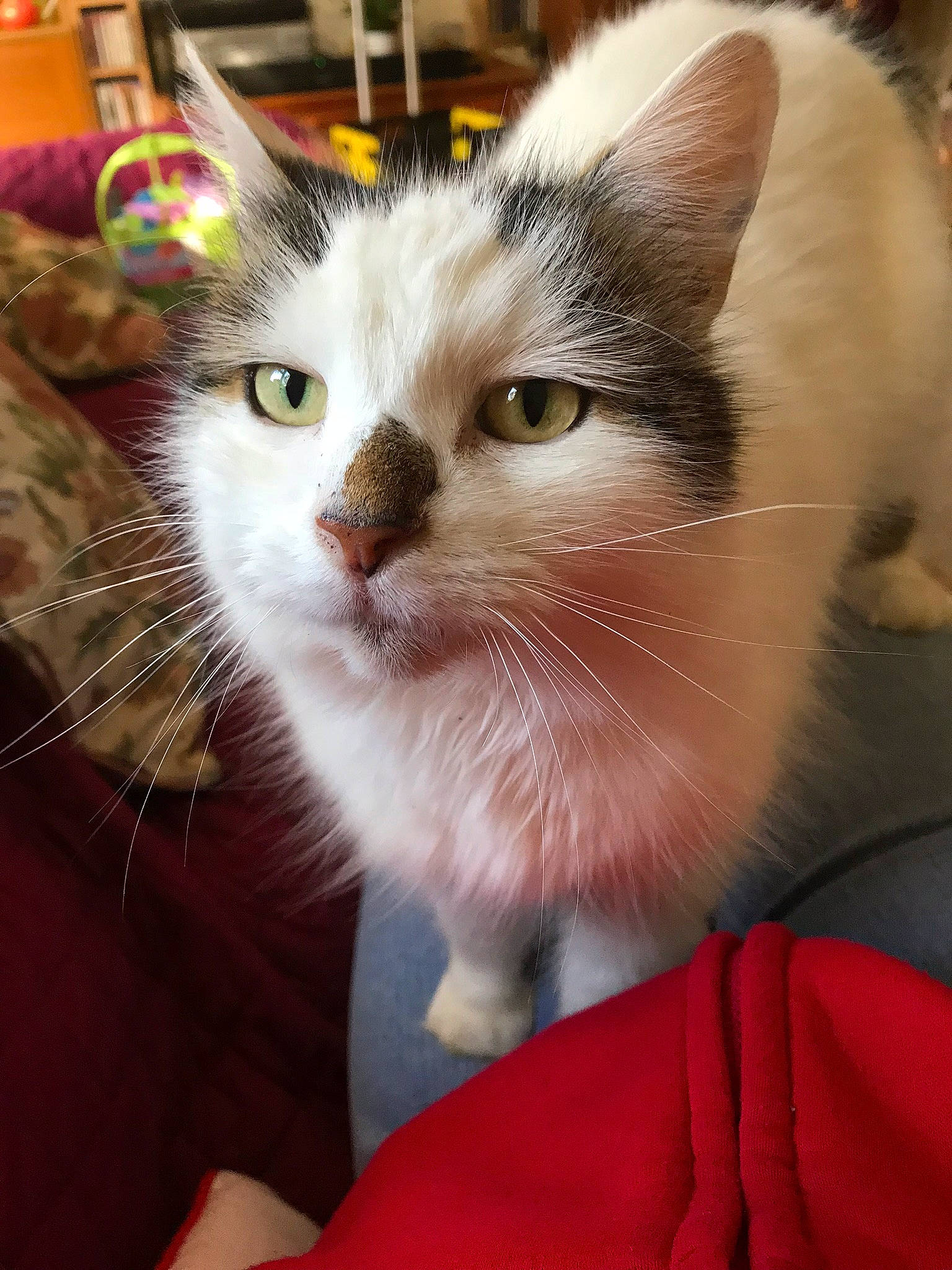 Pheobe is registered to the contest to win money with this photo: aegean_cat, american_wirehair, asian, carnivore, cat, domestic_short_haired_cat, ear, european_shorthair, eye, fawn, felidae, fur, kitten, mammal, small_to_medium_sized_cats, snout, turkish_van, vertebrate, whiskers