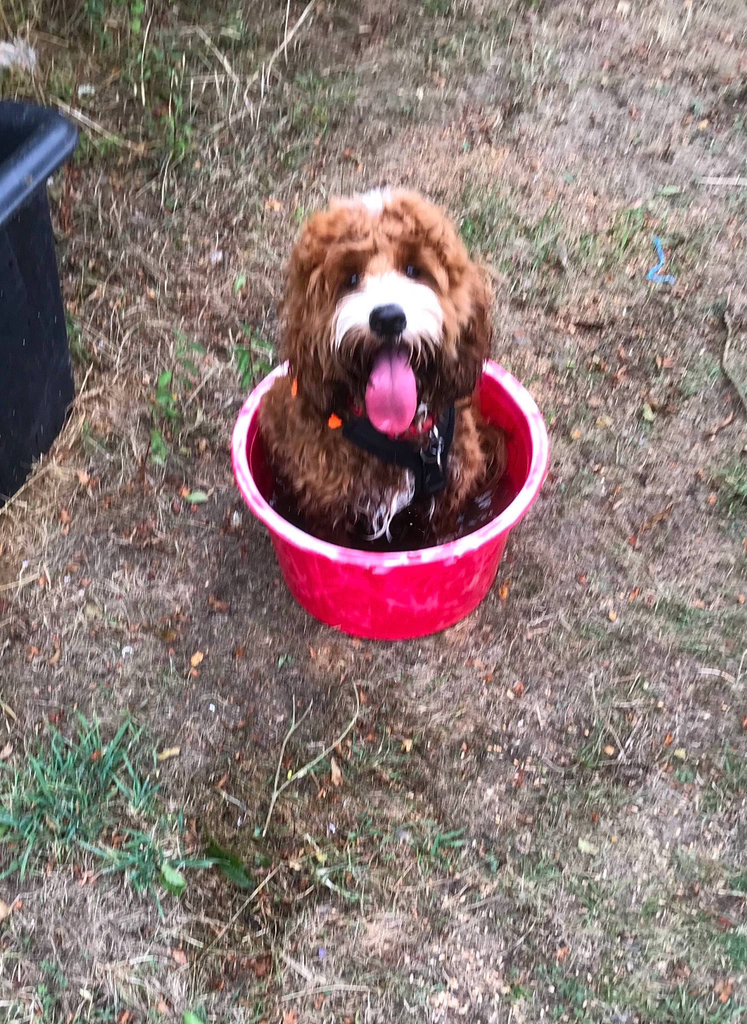 Baxter is registered to the contest to win money with this photo: canidae, carnivore, cockapoo, companion_dog, dog, dog_breed, mammal, spaniel, sporting_group, vertebrate