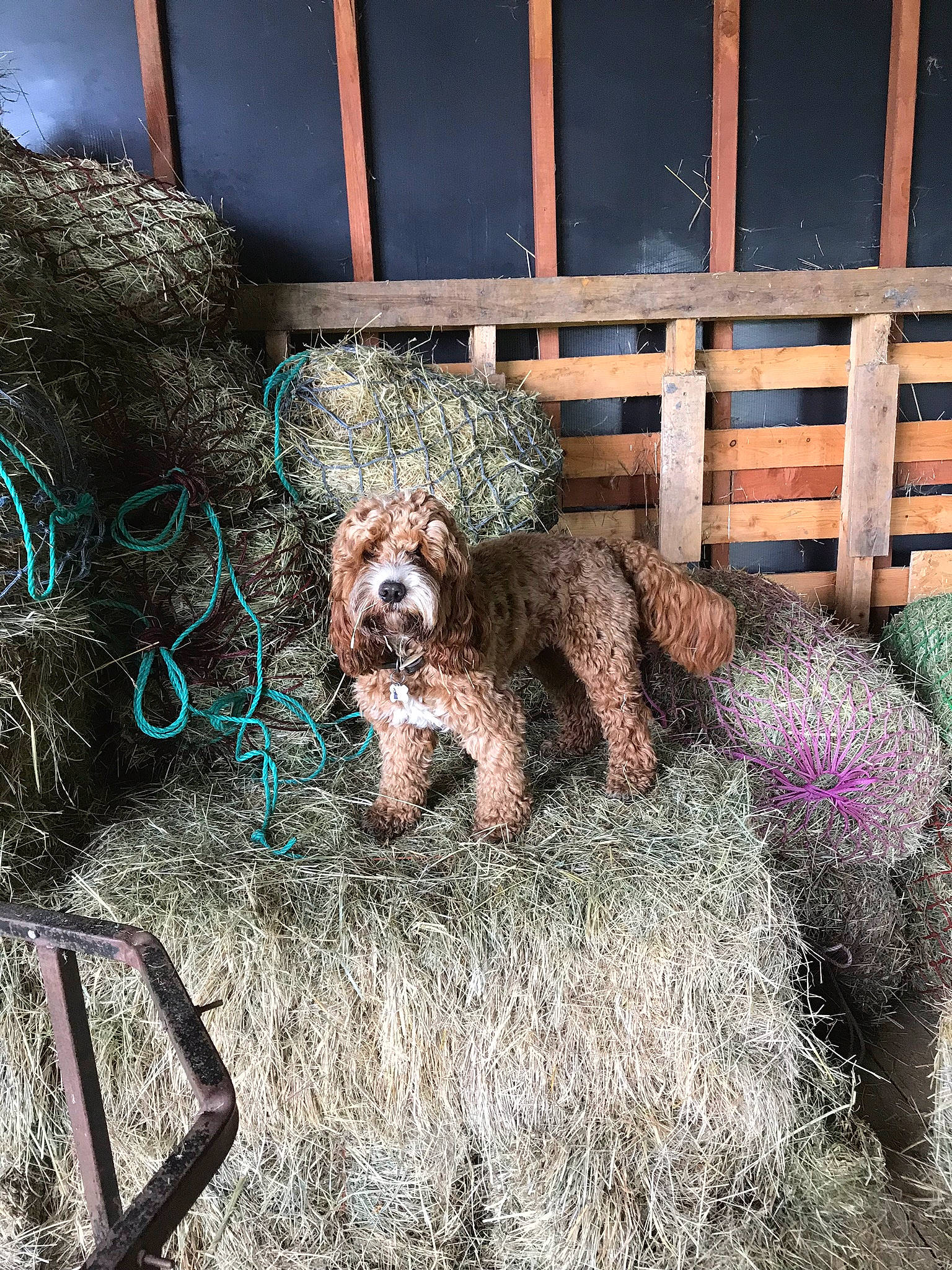 Baxter is registered to the contest to win money with this photo: barbet, canidae, carnivore, cockapoo, companion_dog, dog, dog_breed, goldendoodle, labradoodle, lagotto_romagnolo, mammal, poodle_crossbreed, puppy, retriever, schnoodle, spanish_water_dog, sporting_group, sporting_lucas_terrier, toy_poodle, vertebrate