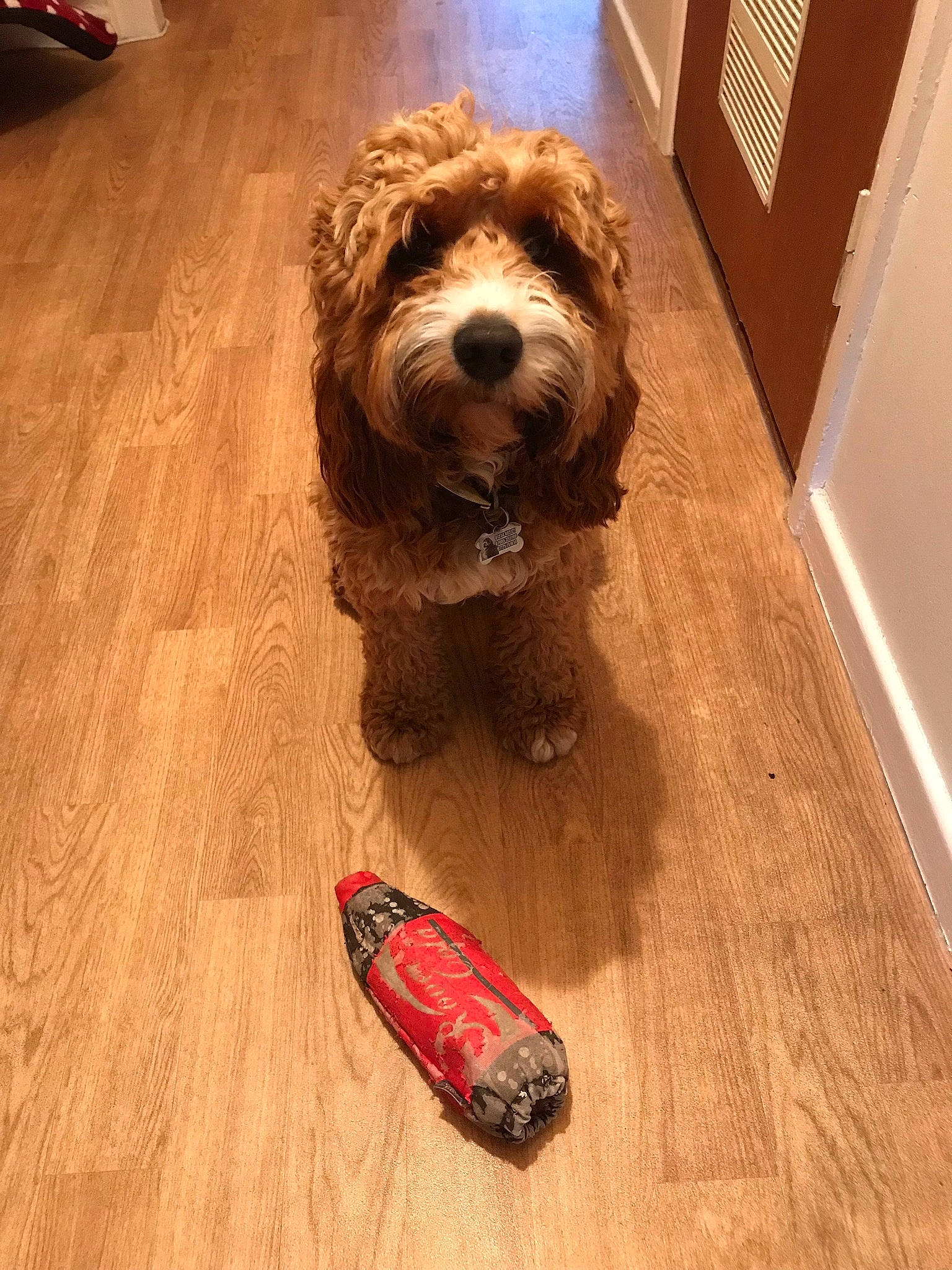 Baxter joined the competition — help win amazing prizes! canidae, carnivore, cavachon, cavapoo, cockapoo, companion_dog, dog, dog_breed, floor, flooring, glen_of_imaal_terrier, goldendoodle, irish_soft_coated_wheaten_terrier, mammal, petit_basset_griffon_vendeen, schnoodle, sporting_group, sporting_lucas_terrier, terrier, tibetan_terrier