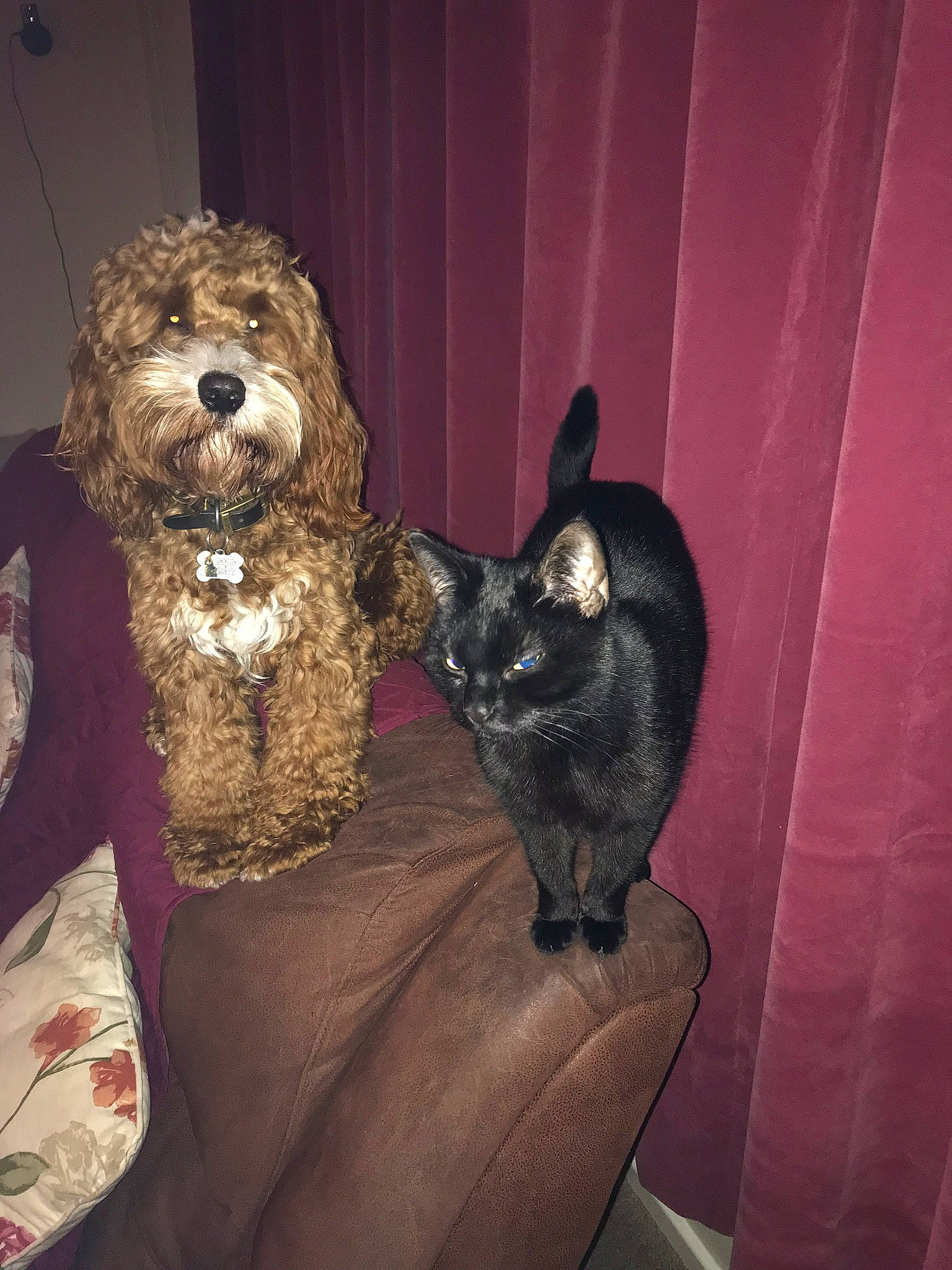 Baxter is registered to the contest to win money with this photo: cairn_terrier, canidae, carnivore, cavapoo, cockapoo, companion_dog, dog, dog_breed, labradoodle, mammal, non_sporting_group, poodle, poodle_crossbreed, puppy, schnoodle, spanish_water_dog, sporting_group, terrier, toy_dog, toy_poodle