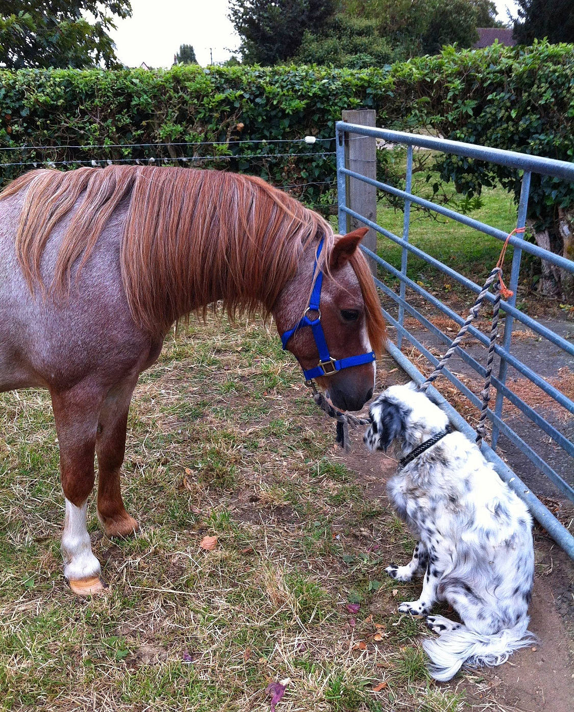 Frankie joined the competition — help win amazing prizes! bridle, fawn, fence, grass, horse, horse_supplies, horse_tack, landscape, livestock, mammal, mane, mare, mustang_horse, plant, pony, shetland_pony, snout, stallion, tail, vertebrate