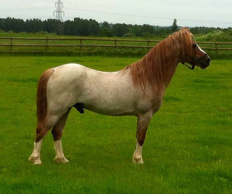 Frankie is registered to the contest to win money with this photo: colt, farm, grassland, horse, liver, livestock, mammal, mane, mare, meadow, mustang_horse, pack_animal, pasture, pony, przewalskis_horse, shetland_pony, sorrel, stallion, terrestrial_animal, vertebrate