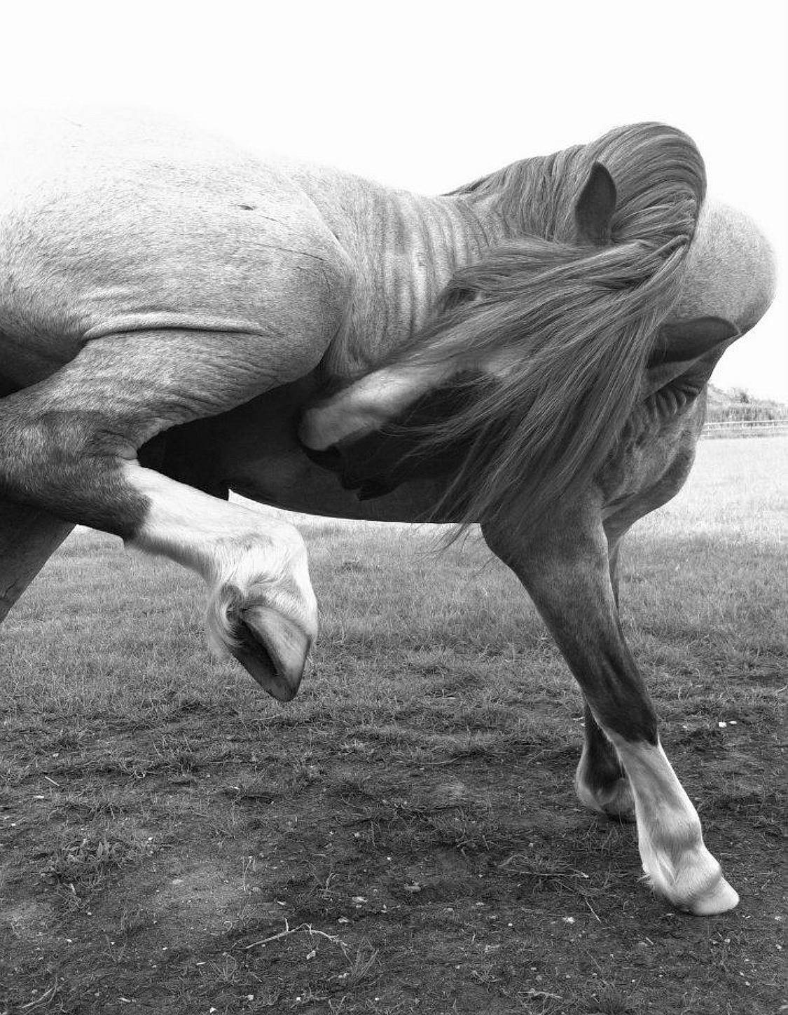 Frankie is registered to the contest to win money with this photo: black_and_white, farrier, hand, horse, jumping, leg, livestock, mane, monochrome_photography, photography, stallion, style