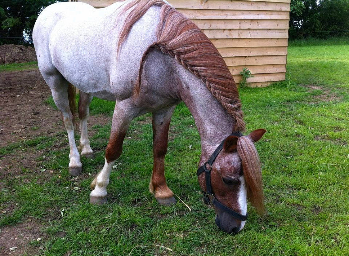 Frankie is registered to the contest to win money with this photo: colt, grass, grazing, horse, landscape, liver, livestock, mammal, mane, mare, meadow, pasture, plant, pony, snout, sorrel, stallion, terrestrial_animal, vertebrate, wildlife