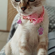 Praline participe au concours pour gagner de l'argent avec cette photo : cat, blue_eyes, pink_collar, bow, paw_tag, feline, pet, indoor, close_up, curious, sitting, fur, whiskers, soft_focus, domestic_animal, cute, animal, collar_bell, decorative, portrait