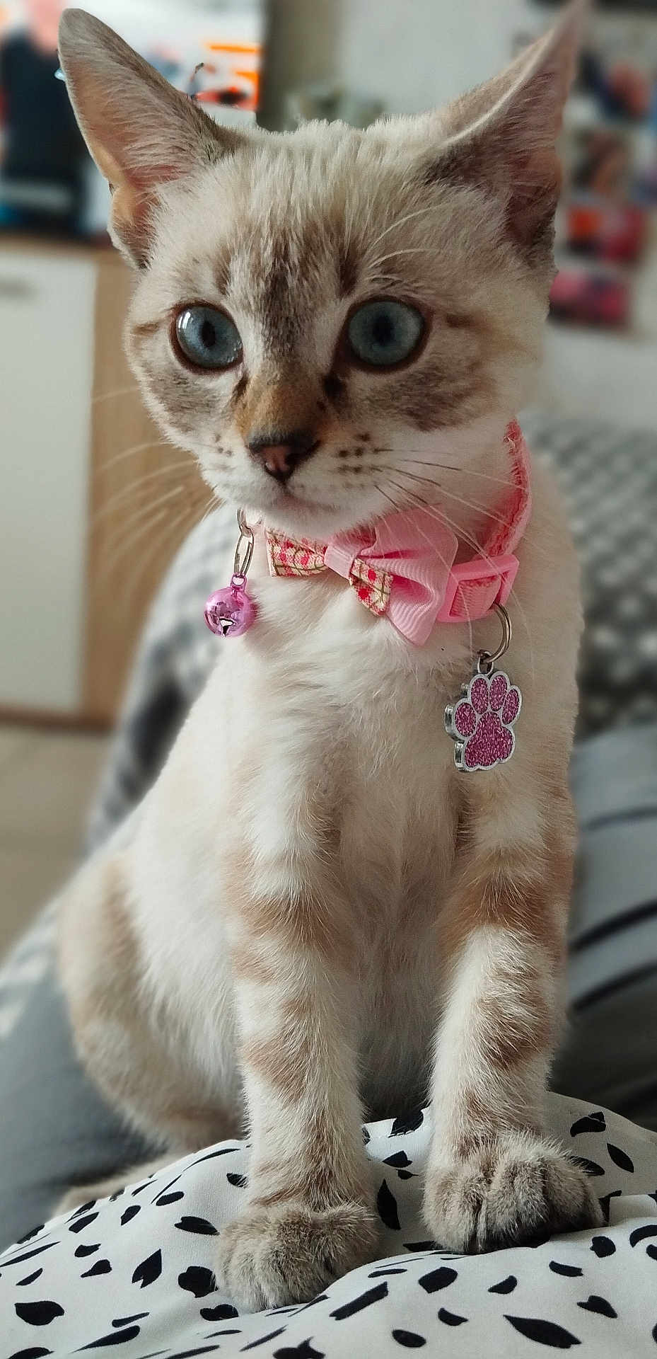 Praline