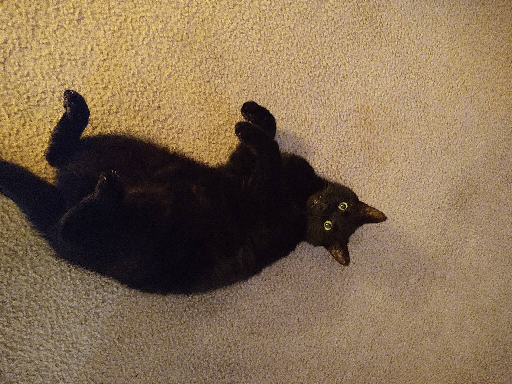 Twilight is registered to the contest to win money with this photo: black_cat, bombay, brown, canidae, carnivore, cat, claw, comfort, dog_breed, domestic_short_haired_cat, felidae, fur, paw, shadow, small_to_medium_sized_cats, sporting_group, tail, terrestrial_animal, tints_and_shades, whiskers