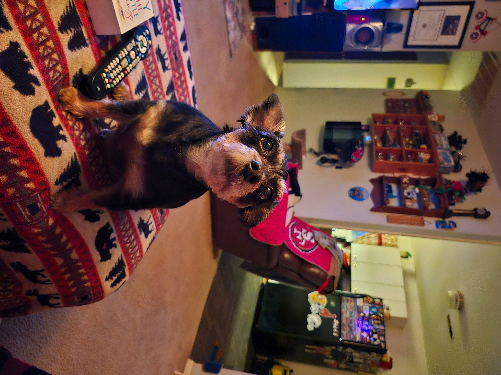 Dixie is registered to the contest to win money with this photo: event, eyewear, fawn, flesh, fun, fur, games, machine, magenta, recreation, room, sunglasses, visual_arts