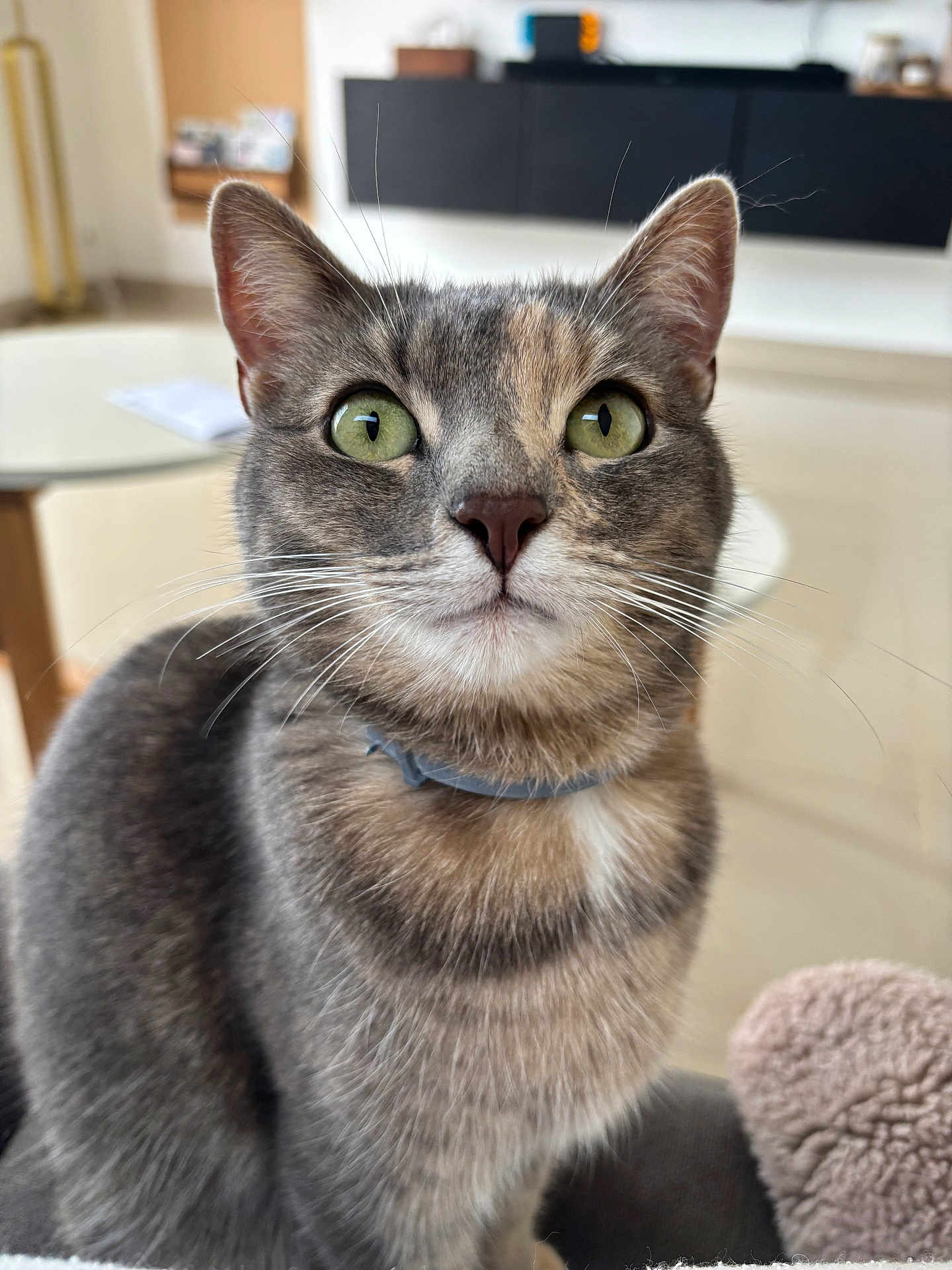 Bonnie participe au concours pour gagner de l'argent avec cette photo : cat, green_eyes, indoor, close_up, feline, fur, whiskers, collar, pet, curious, animal, domestic, soft, cozy, furniture, blanket, table, focused, portrait, cute