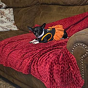Peanut joined the competition — help win amazing prizes! dog, chihuahua, small_dog, black_and_white, costume, tutu, orange_skirt, pet, animal, couch, blanket, red_blanket, indoors, living_room, furniture, portrait, lying_down, cute, dressed_up, home_decor
