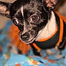 Peanut is registered to the contest to win money with this photo: dog, puppy, black_and_white, small_breed, large_ears, wide_eyes, portrait, close_up, harness, black_orange, indoor, blanket, blue_blanket, colorful, pet, animal, cute, alert, shiny_nose, photography