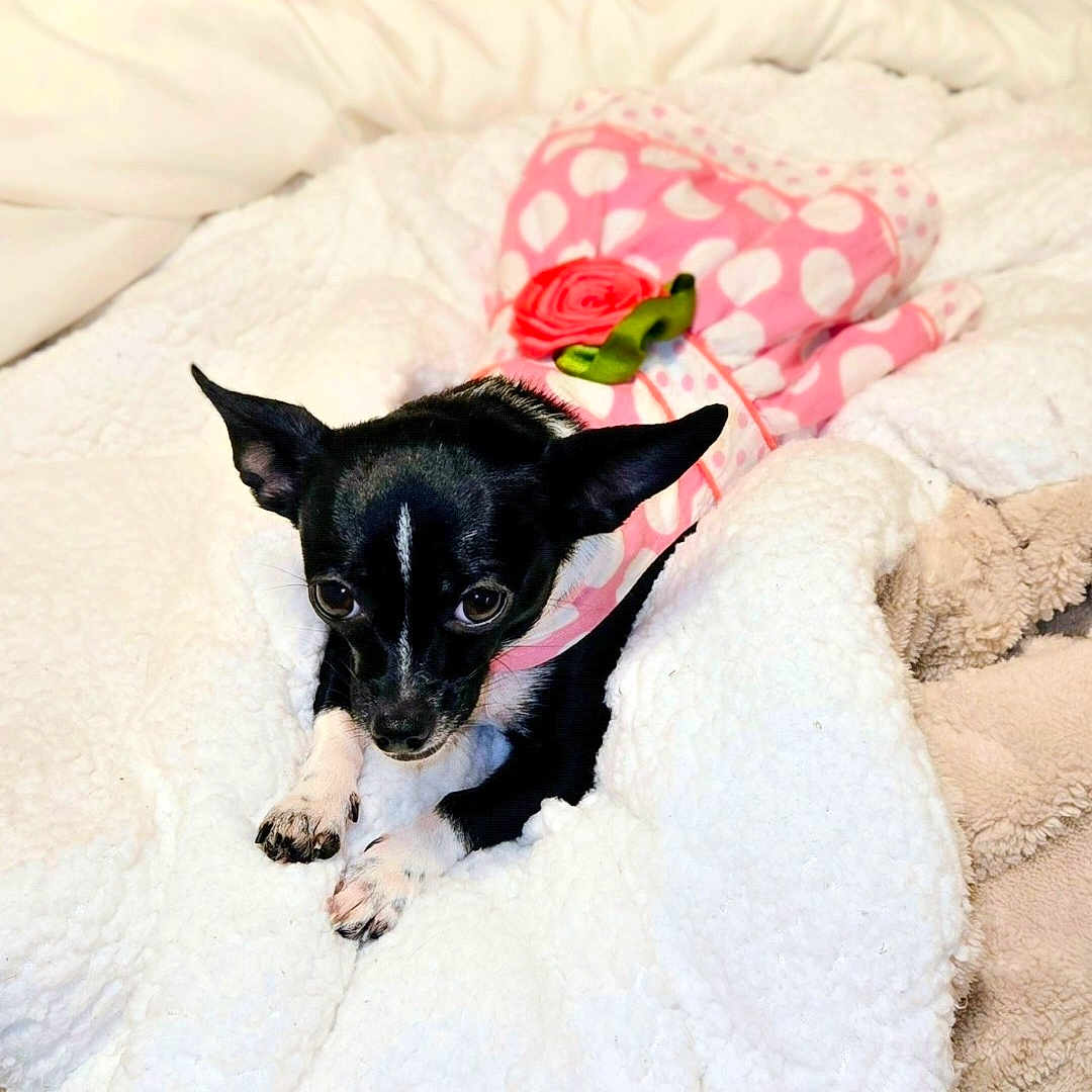Peanut joined the competition — help win amazing prizes! puppy, dog, black_and_white, small_dog, pink_outfit, polka_dots, rose, blanket, bed, indoors, cozy, cute, portrait, face, ears, paws, pet, sleeping_area, soft_texture, photography