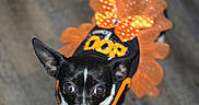 Peanut joined the competition — help win amazing prizes! dog, puppy, black_and_white, costume, pumpkin, halloween, bow, polka_dot, pet, animal, portrait, looking_up, indoor, wood_floor, small_dog, ears, collar, orange, cute, festive