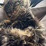 cat, tabby, sleeping, fluffy, fur, indoor, blanket, cozy, resting, pet, cute, animal, whiskers, paws, window, soft, relaxed, closeup, feline, nap