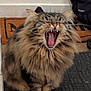 cat, tabby, fluffy, yawning, mouth_open, teeth, tongue, sitting, indoor, doormat, floor, fur, whiskers, pet, animal, cute, feline, mammal, expression, home