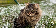 Ruben a rejoint le concours — aidez-le/la à gagner de superbes lots ! cat, tabby, snow, grass, outdoor, animal, pet, feline, fur, winter, nature, blurred_background, green, cold, cute, mammal, whiskers, ears, sitting, eyes
