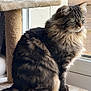 cat, tabby, fluffy, sitting, window, cat_tree, indoor, pet, feline, fur, green_eyes, natural_light, looking_outside, domestic_animal, whiskers, tail, ears, soft_texture, relaxed, side_view