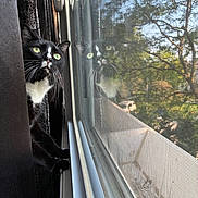 Kuro is registered to the contest to win money with this photo: cat, black_and_white, green_eyes, window, reflection, curious, indoor, screen, daylight, nature, trees, animal, pet, whiskers, closeup, looking, feline, house, sunlight, quiet