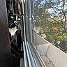 cat, black_and_white, green_eyes, window, reflection, curious, indoor, screen, daylight, nature, trees, animal, pet, whiskers, closeup, looking, feline, house, sunlight, quiet