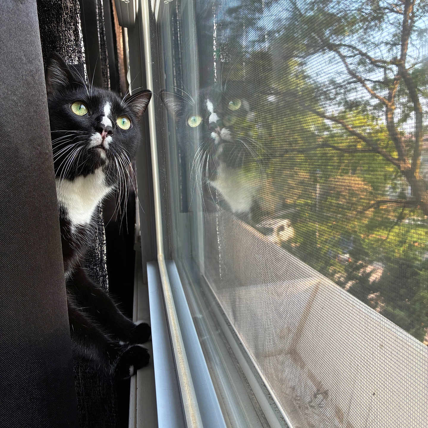Kuro is registered to the contest to win money with this photo: cat, black_and_white, green_eyes, window, reflection, curious, indoor, screen, daylight, nature, trees, animal, pet, whiskers, closeup, looking, feline, house, sunlight, quiet