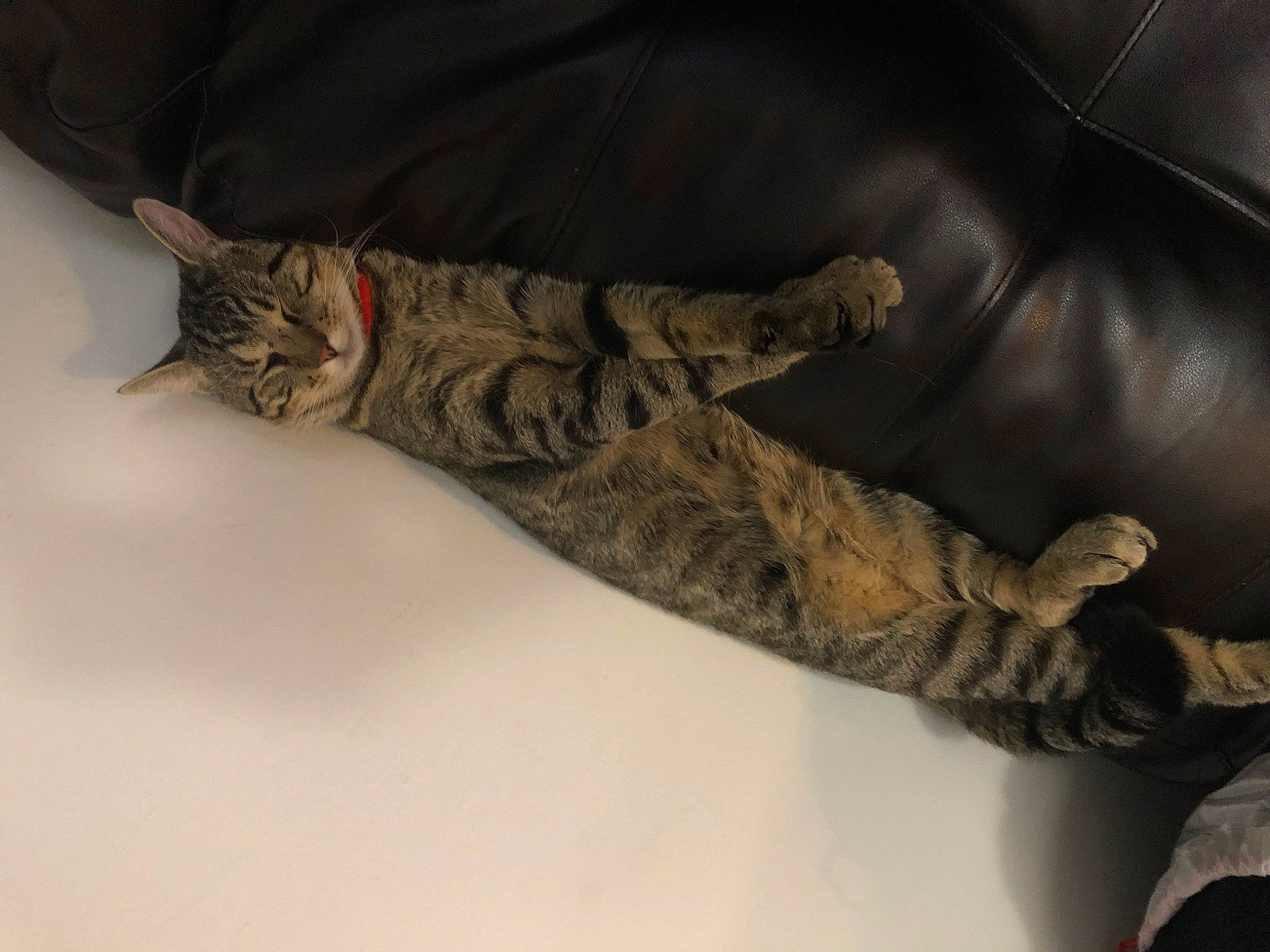 Mr. Kitty joined the competition — help win amazing prizes! arm, camouflage, carnivore, cat, claw, comfort, domestic_short_haired_cat, eye, felidae, fur, gesture, hand, human_leg, military_camouflage, military_person, military_uniform, pattern, small_to_medium_sized_cats, tail, whiskers