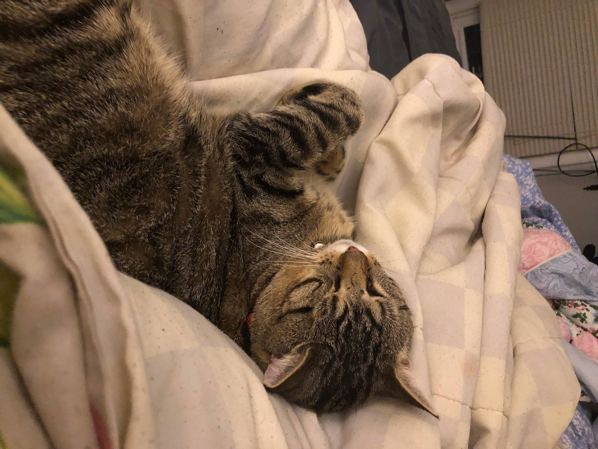 Mr. Kitty is registered to the contest to win money with this photo: bed_sheet, bedding, canidae, carnivore, cat, comfort, felidae, fur, grey, human_leg, linens, nap, room, sleep, small_to_medium_sized_cats, sporting_group, textile, whiskers, wood, wrinkle