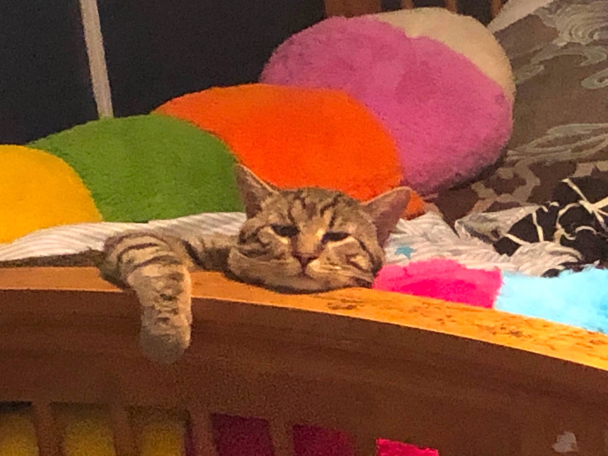 Mr. Kitty joined the competition — help win amazing prizes! art, carnivore, cat, comfort, domestic_short_haired_cat, fawn, felidae, fur, linens, magenta, room, small_to_medium_sized_cats, still_life_photography, tail, textile, thread, vertebrate, visual_arts, whiskers, wood