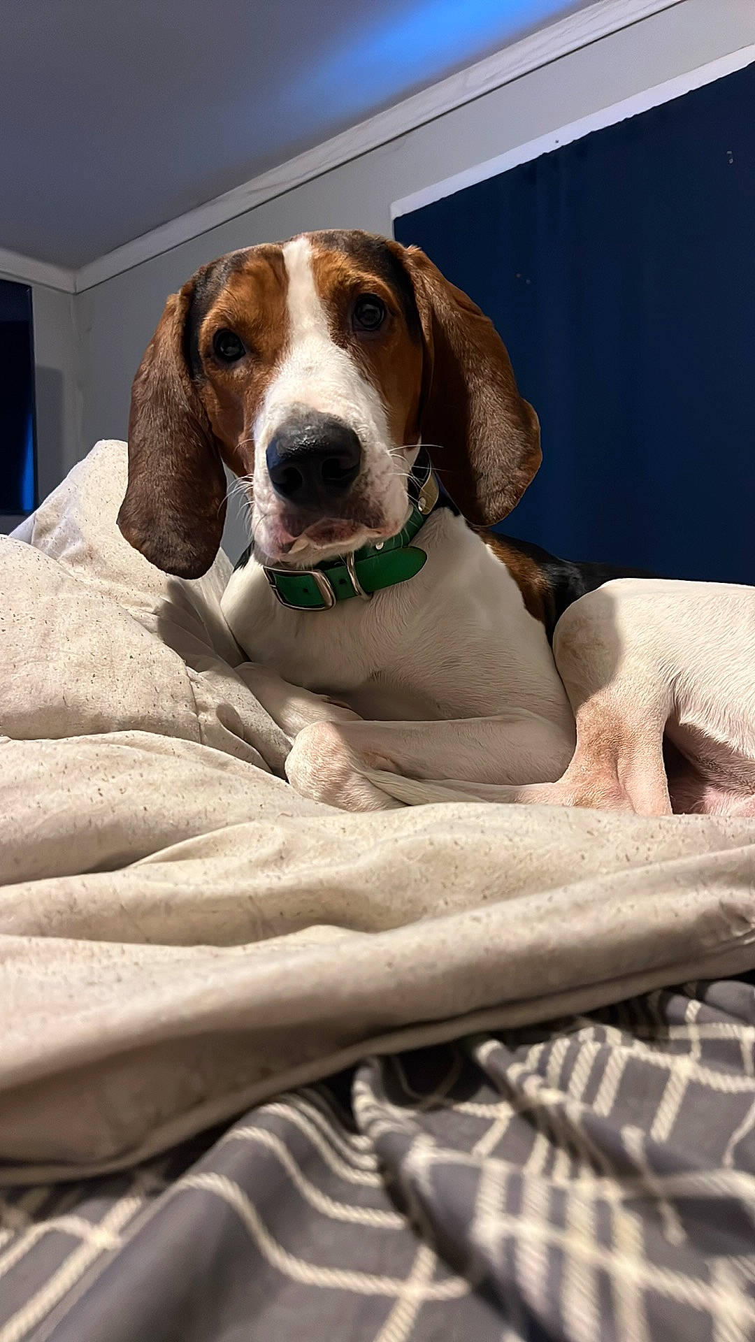 Copper joined the competition — help win amazing prizes! canidae, carnivore, comfort, companion_dog, dog, dog_breed, dog_supply, fawn, hound, hunting_dog, linens, liver, pet_supply, scent_hound, sporting_group, working_animal