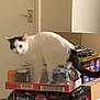 cat, black_and_white, stack, soda_boxes, pepsi, coca_cola, indoor, curious, pet, animal, door, cardboard_boxes, plastic_wrap, tail, whiskers, floor, household, domestic, feline, standing