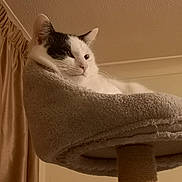 Milo joined the competition — help win amazing prizes! cat, pet, feline, indoor, cat_tree, fur, white, black, relaxed, animal, mammal, cute, cozy, home, curtain, resting, looking, portrait, whiskers, soft