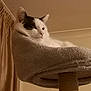 cat, pet, feline, indoor, cat_tree, fur, white, black, relaxed, animal, mammal, cute, cozy, home, curtain, resting, looking, portrait, whiskers, soft