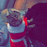 Gucci participe au concours pour gagner de l'argent avec cette photo : cat, cat_like_mammal, magenta, mammal, petal, pink, purple, red, small_to_medium_sized_cats, snapshot, snout, vertebrate, whiskers