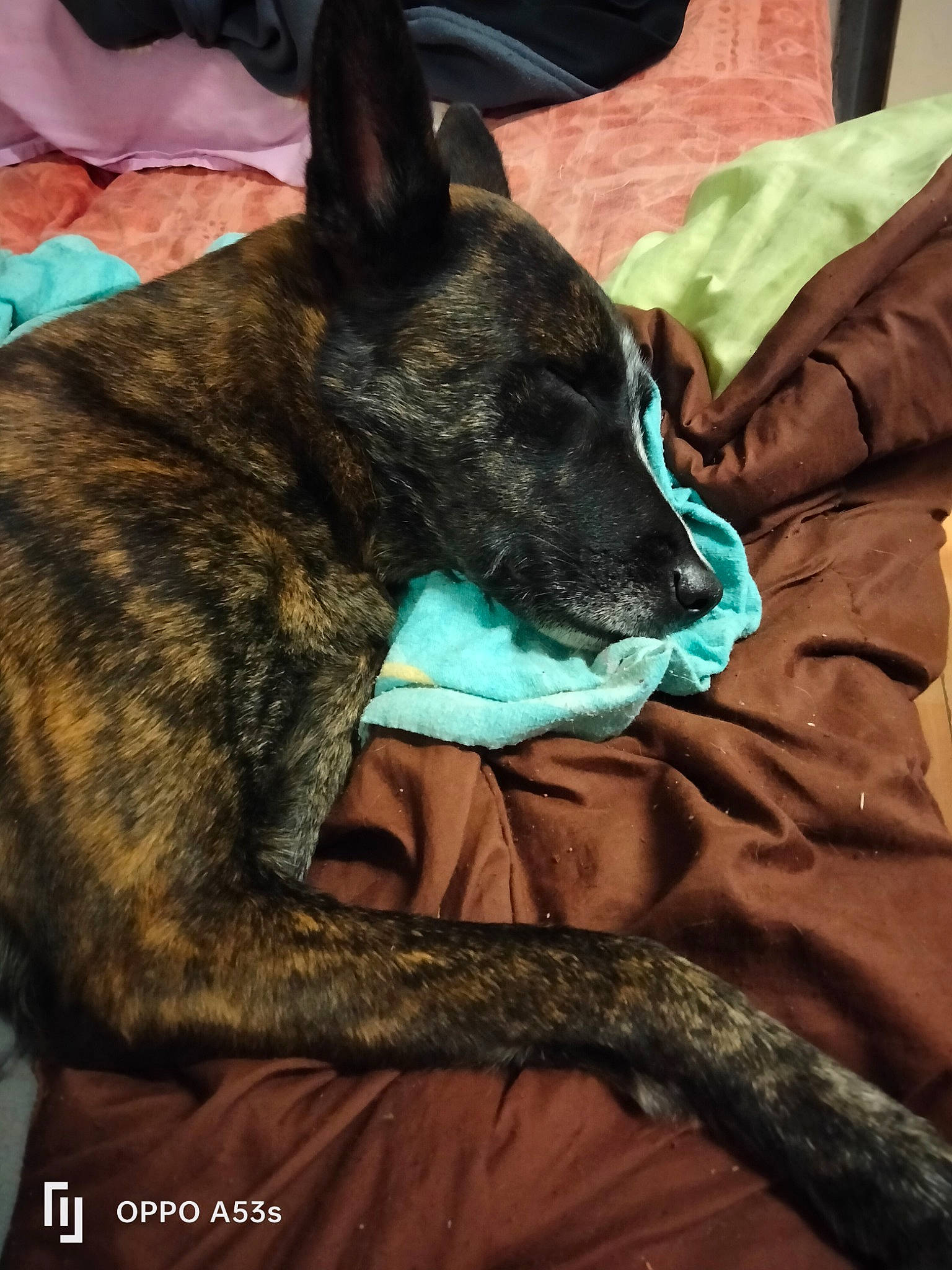 Bella a rejoint le concours — aidez-le/la à gagner de superbes lots ! canidae, carnivore, comfort, companion_dog, dog, dog_breed, ear, fawn, fur, guard_dog, herding_dog, non_sporting_group, snout, sporting_group, terrestrial_animal, whiskers, working_animal, working_dog