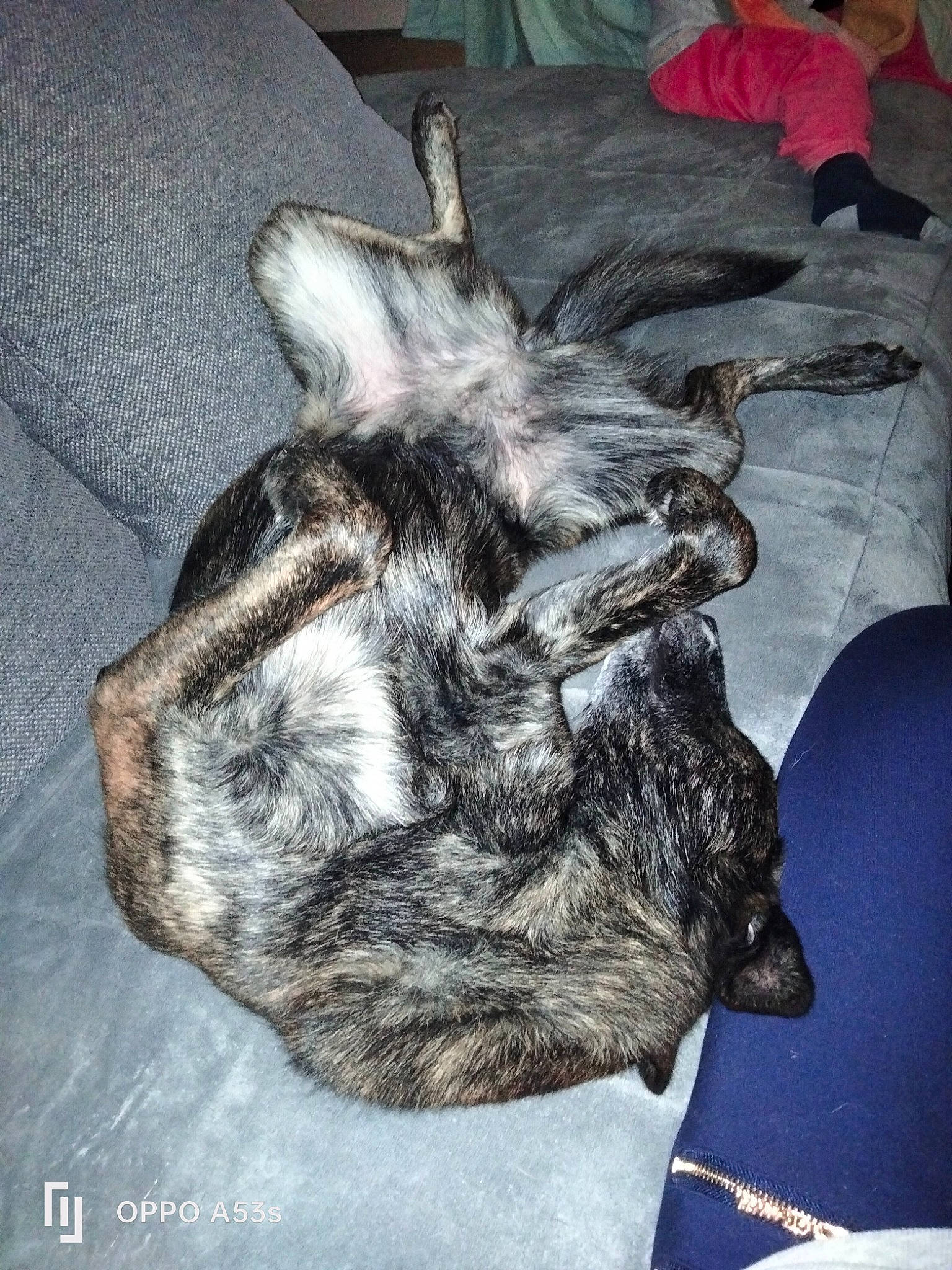 Bella a rejoint le concours — aidez-le/la à gagner de superbes lots ! canidae, carnivore, claw, comfort, companion_dog, couch, dog, dog_breed, felidae, fur, grey, guard_dog, nap, paw, small_to_medium_sized_cats, sporting_group, tail, whiskers