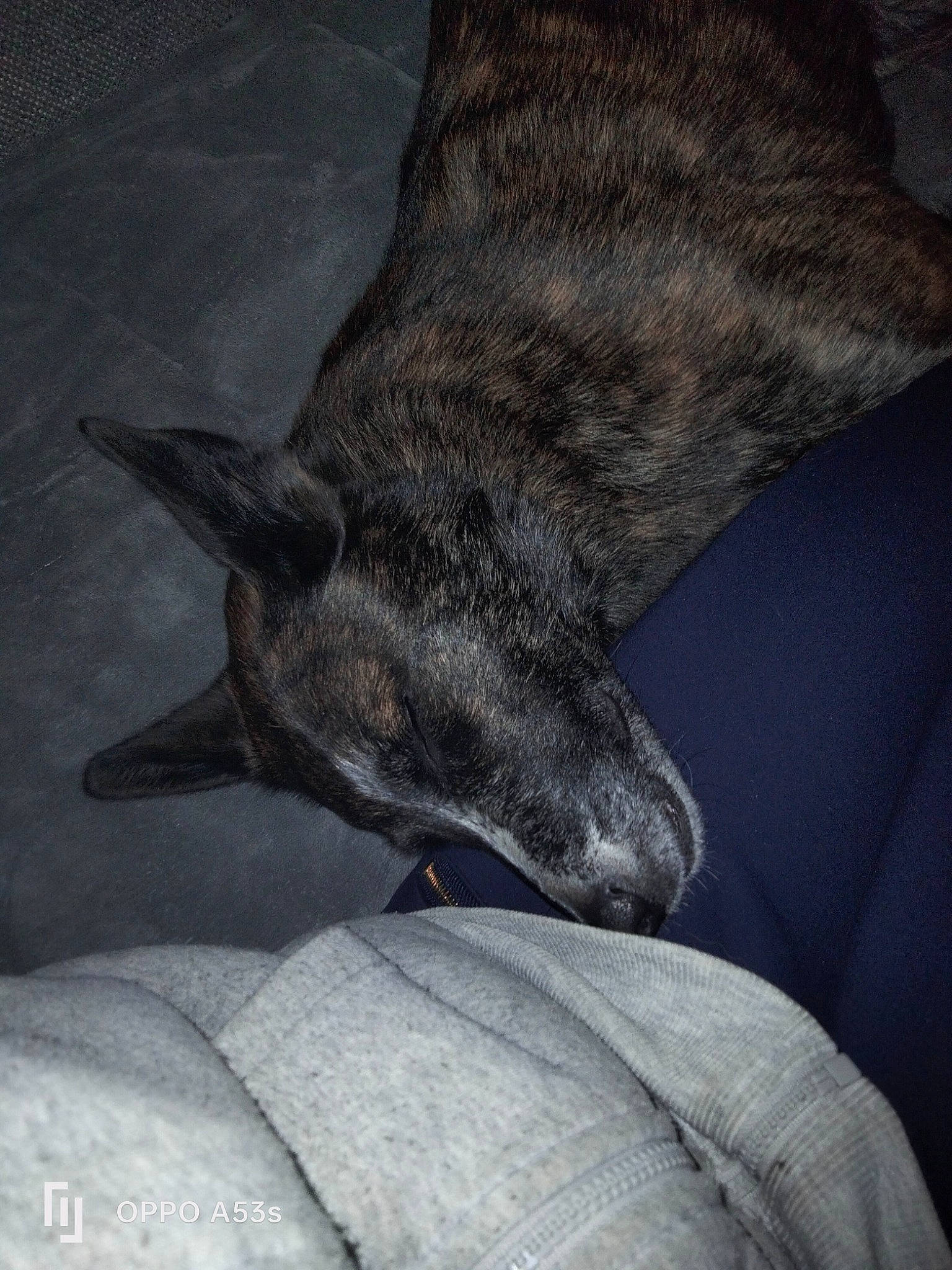 Bella a rejoint le concours — aidez-le/la à gagner de superbes lots ! canidae, carnivore, claw, comfort, dog, dog_breed, fawn, felidae, foot, fur, grey, human_leg, paw, small_to_medium_sized_cats, snout, sporting_group, tail, terrestrial_animal, whiskers, working_animal