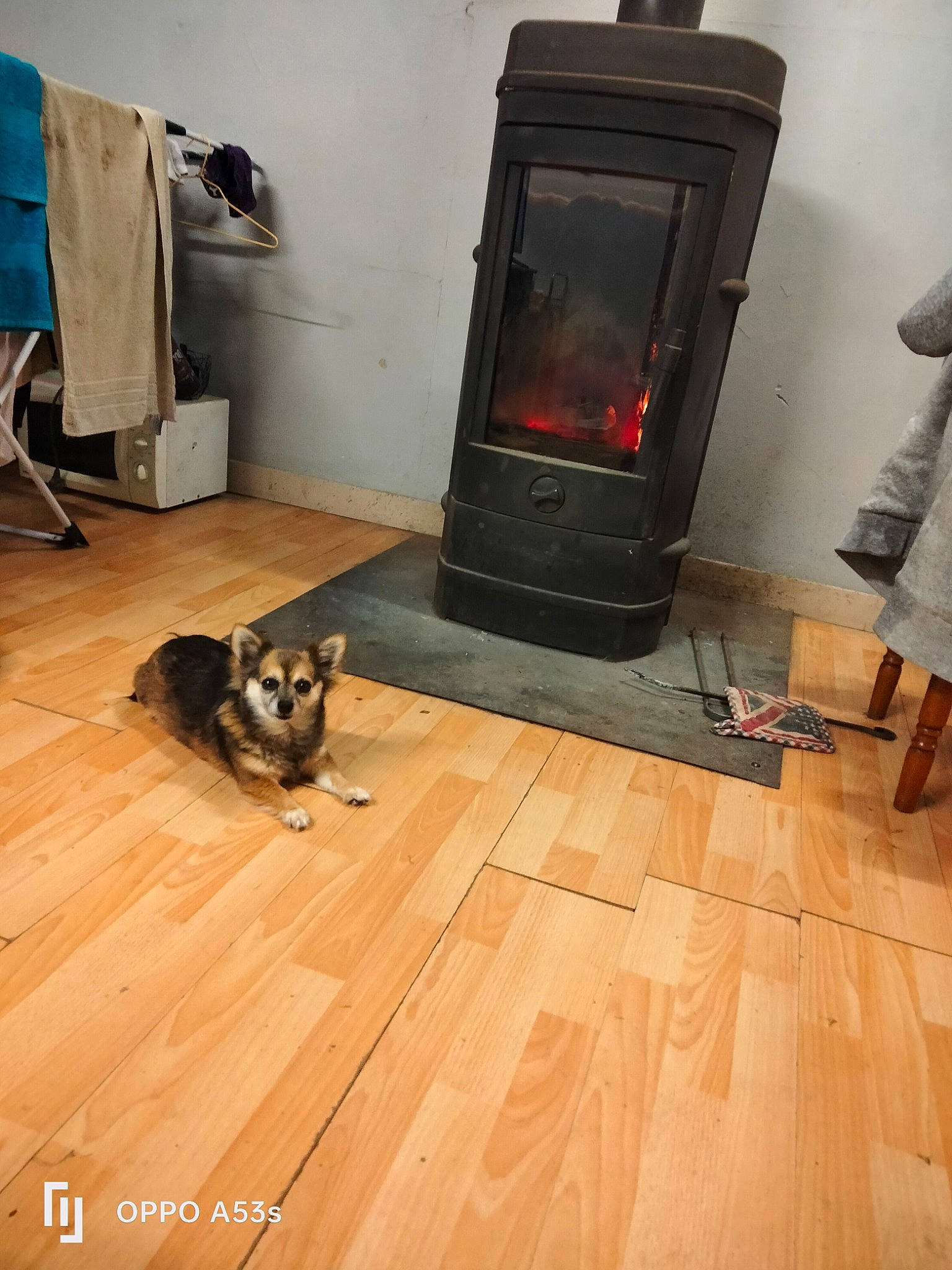 Chipie participe au concours pour gagner de l'argent avec cette photo : companion_dog, dog_breed, felidae, floor, flooring, gas, hardwood, hearth, heat, home_appliance, kitchen_appliance, laminate_flooring, major_appliance, plank, stove, varnish, wood, wood_burning_stove, wood_flooring, wood_stain