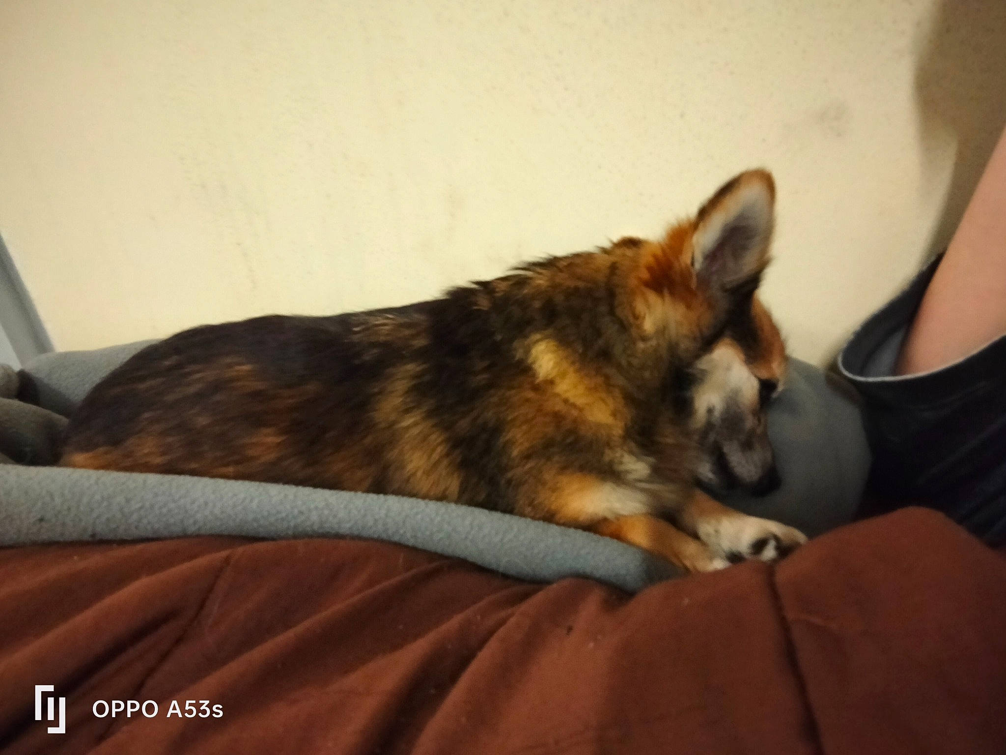 Chipie a rejoint le concours — aidez-le/la à gagner de superbes lots ! canidae, carnivore, comfort, companion_dog, dog, dog_breed, east_european_shepherd, fawn, fur, german_shepherd_dog, herding_dog, king_shepherd, paw, room, sitting, snout, sporting_group, terrestrial_animal, whiskers, working_dog